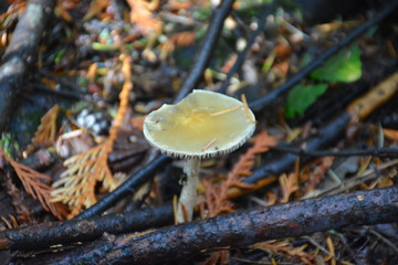 mushroom in the forest