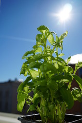 green plant in the sun