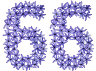 Numeral 66, sixty six, from natural flowers of hyacinth, isolated on white background