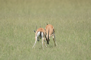 Naklejka na ściany i meble Fight impala in Massai Mara