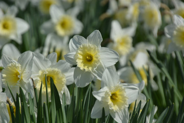 Narzissen - Narcissus