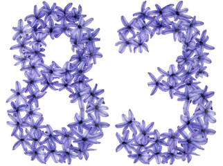 Numeral 83, eighty three, from natural flowers of hyacinth, isolated on white background