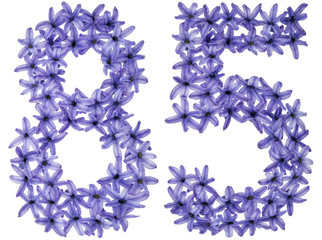 Numeral 85, eighty five, from natural flowers of hyacinth, isolated on white background