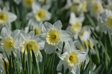 Narzissen - Narcissus