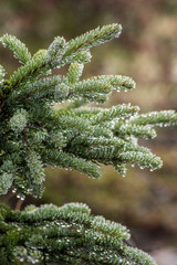 Closeup raindrops on green pine branches in Denali National Park.