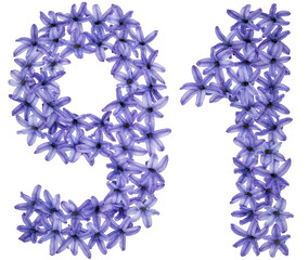 Numeral 91, ninety one, from natural flowers of hyacinth, isolated on white background