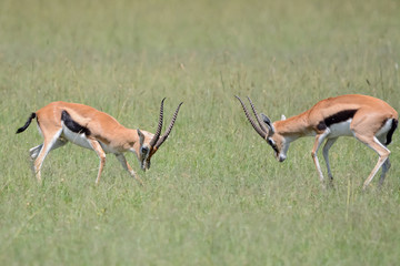 Fight impala in Massai Mara