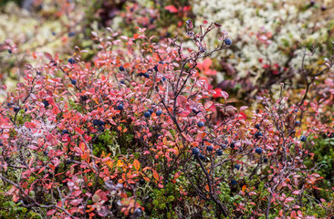 Scenic landscape in Denali Park of Blueberries and hiking trails.