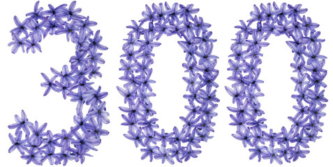 Numeral 300, three hundred, from natural flowers of hyacinth, isolated on white background