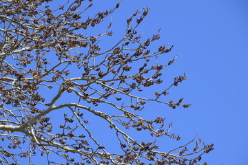 Earrings flowering silver poplar. Flowering poplar