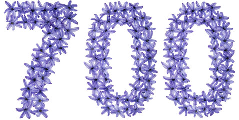Numeral 700, seven hundred, from natural flowers of hyacinth, isolated on white background