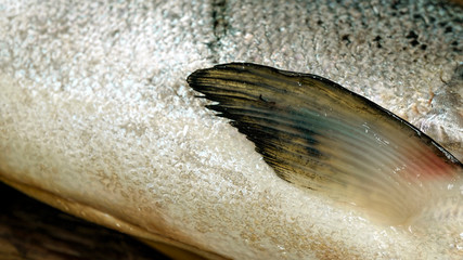 salmon, macro, scales, fishing, ocean, salmon, chum, nerka, chatka, Alaska, Kamchatka, Sakhalin, Russia, America, Pacific, trout, red, red fish, deep-water, red caviar, spawning, fish farming, chum,