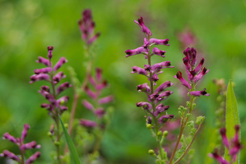 Fumaria officinalis, piante con infiorescenza