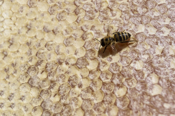 Bee on honeycomb. Beekeeping. Background image. Copy space