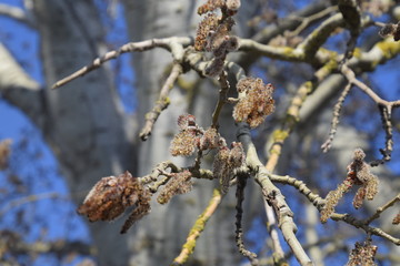 Earrings flowering silver poplar. Flowering poplar