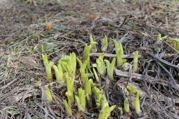 young plants in the garden