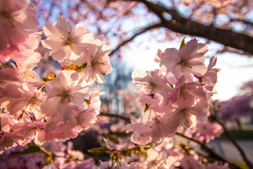 Obraz premium Beautiful pink cherry blossoms (sakura) in the sun with a blurry background and a blue sky