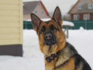 Winter, German Shepherd guarding his home.