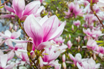 Fototapeta premium Tulpen-Magnolie (Magnolia × soulangeana) 