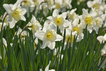Narzissen - Narcissus