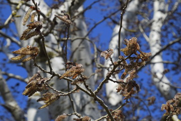 Earrings flowering silver poplar. Flowering poplar