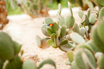 Butterfly on the cactus
