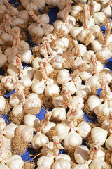 garlic and vegetable