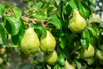 Many big ripe tasty juicy pears growing on tree in orchard. Healthy organic bio fruit natural background. Harvest season concept