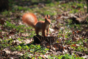 Naklejka na ściany i meble Squirrel standing on a stump in a spring city park