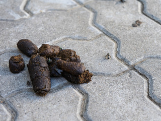 Dog feces lying on the sidewalk. Use the bags to clean the excrement of your Pets. Copy space.