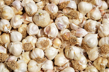 bunch of garlic