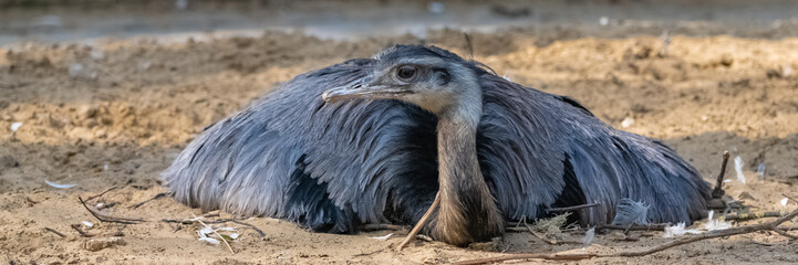 ostrich lying on the ground, funny bird, portrait 