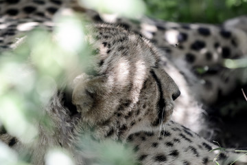 Portrait Cheetah in Massai Mara