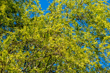 Frisch austreibende Birken im Frühling