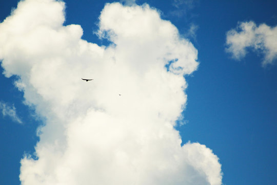 Condor delle Ande