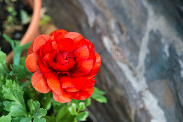 Beautiful red juicy lonely flower - buttercup. Ranunkulyus Red (Red) on a sunny day in the Spanish...