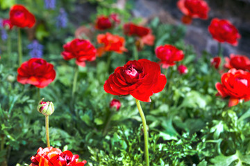 Beautiful red juicy flowers buttercups. Ranunkulyus Red (Red) on a sunny day in the Spanish city park.