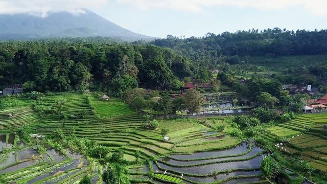 Aerial view of Tirta Ganga surrounded by rice fields and trees.