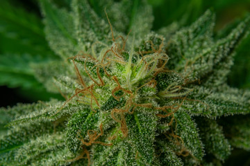 Afghan kush special variety of marijuana flower with aged blooms