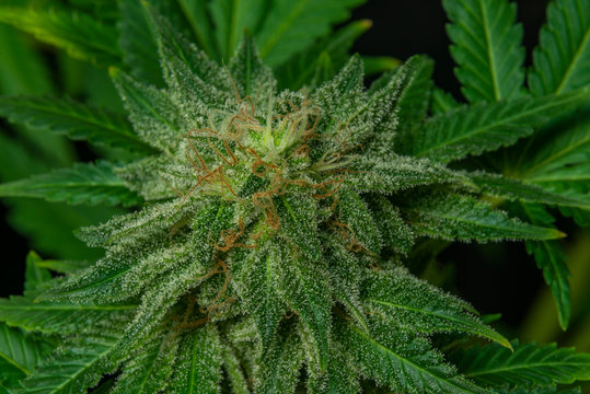 Afghan kush special variety of marijuana flower with aged blooms