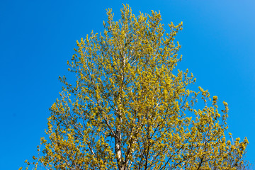Frisch austreibende Birke im Frühling