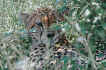 Portrait Cheetah in Massai Mara