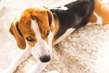 Beagle dog lying on carpet in cozy home.