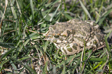 Frog in the grass. A green frog sits in the grass. Toad resting in the spring on the grass.