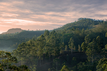 Rain forest in foggy morning - Sri Lanka