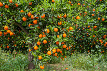 Orange tree with many ripe oranges