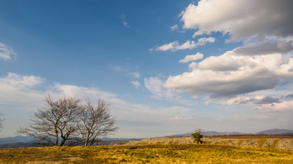 Beech without leaves in the Park of Monte Santiago next to the Nervion river jump