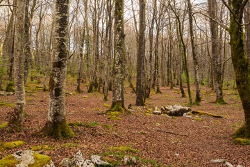 Beech without leaves in the Park of Monte Santiago next to the Nervion river jump