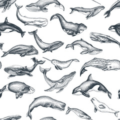 Fototapeta premium Pattern with whale. Hand drawn vector illustration with wildlife animals.