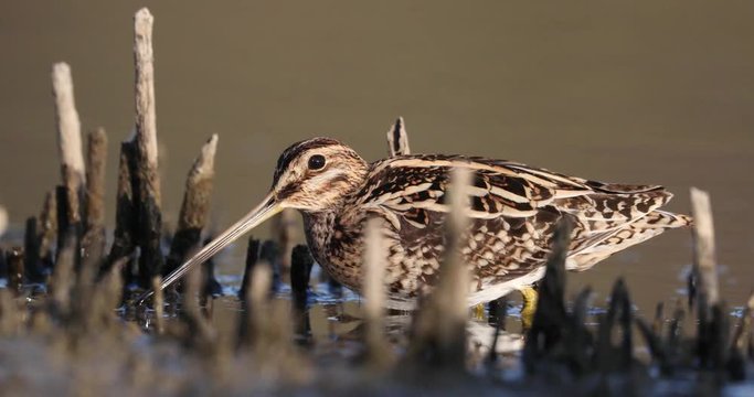 Common snipe (Gallinago gallinago) on a swamp